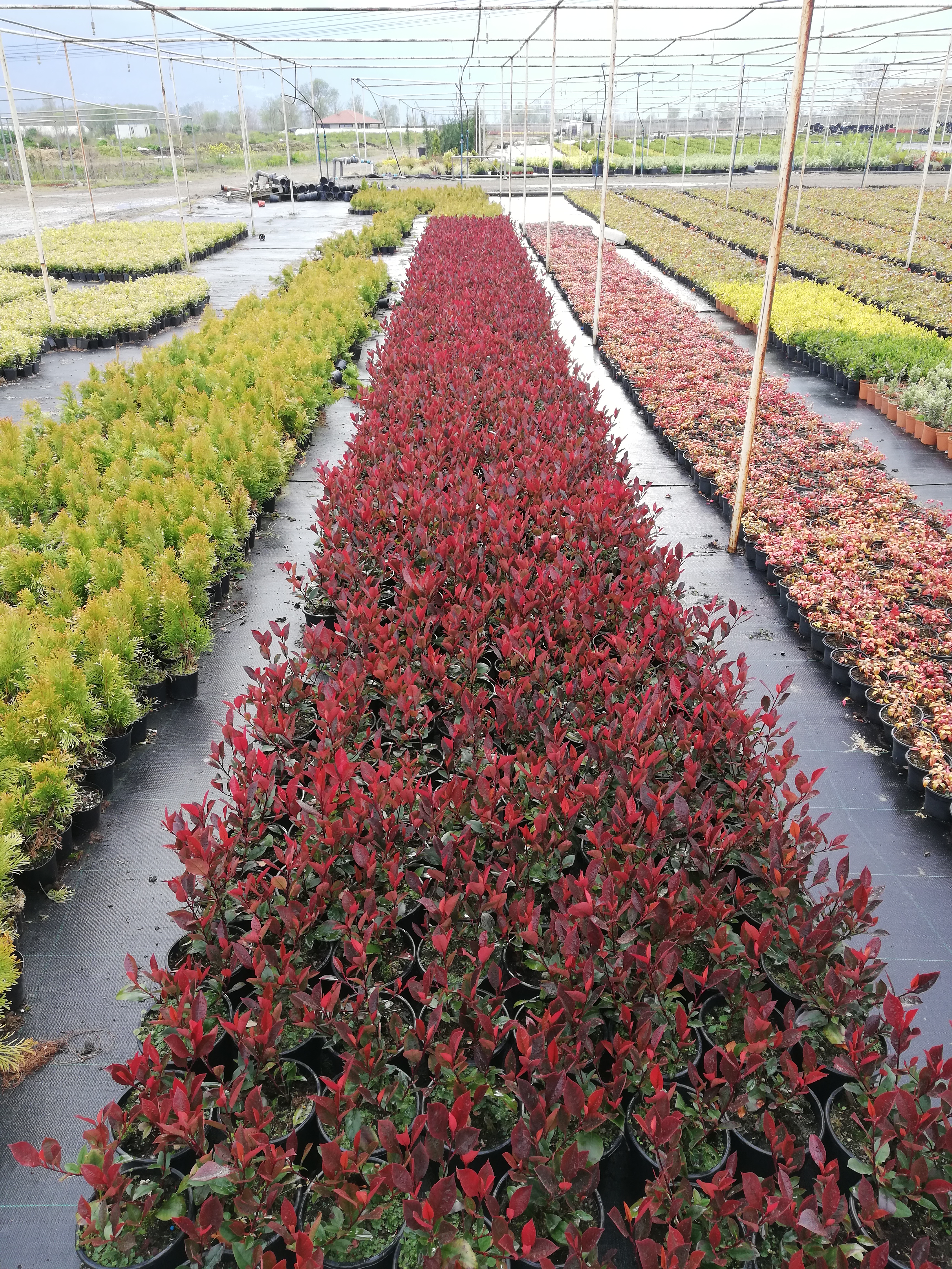 Bodur Alev Agaci Calisi Photinia Fraseri Little Red Robin Nana 20 25 Cm Capi