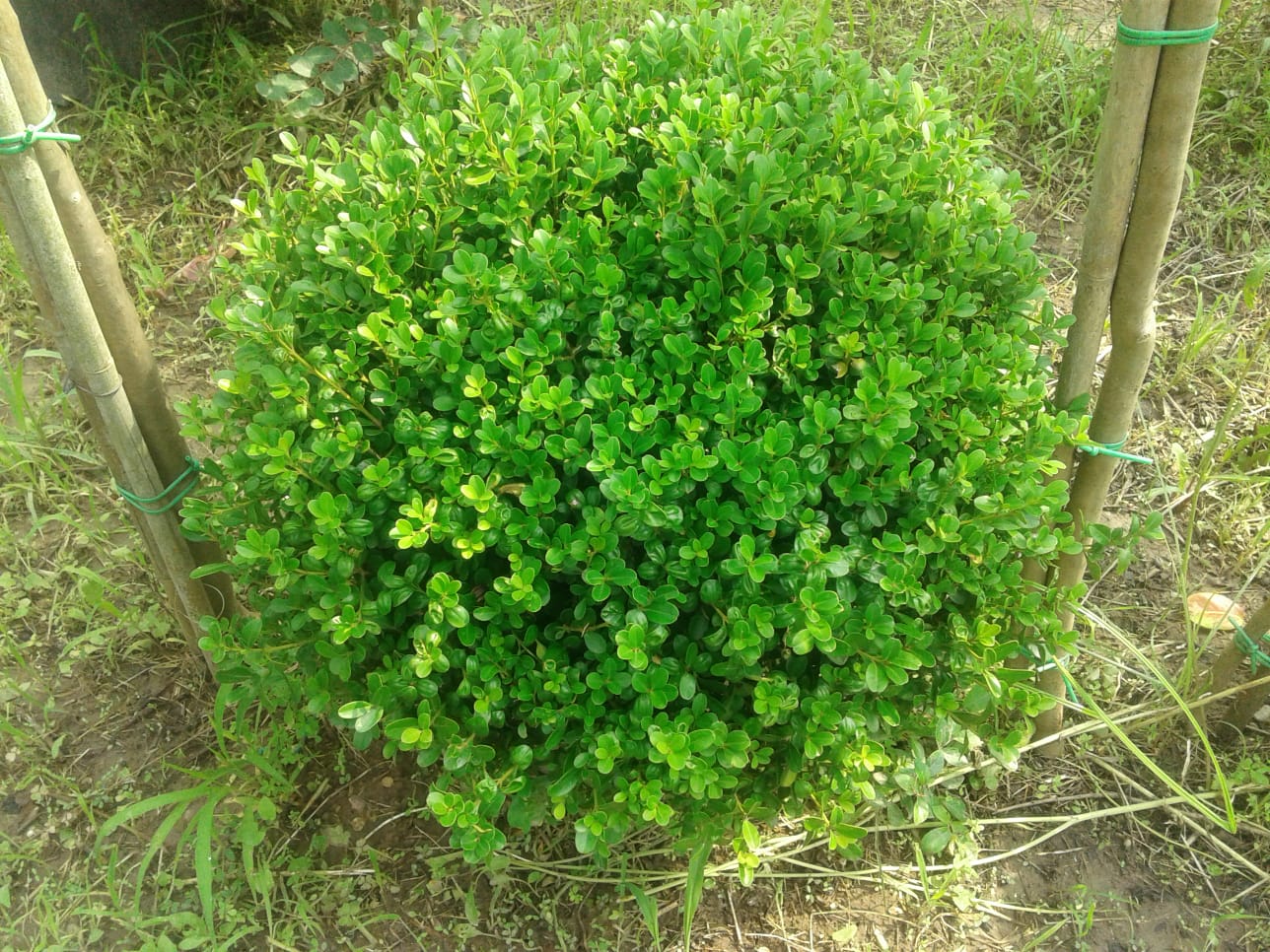 Şimşir-Buxus Rotundifolia and Faulkner