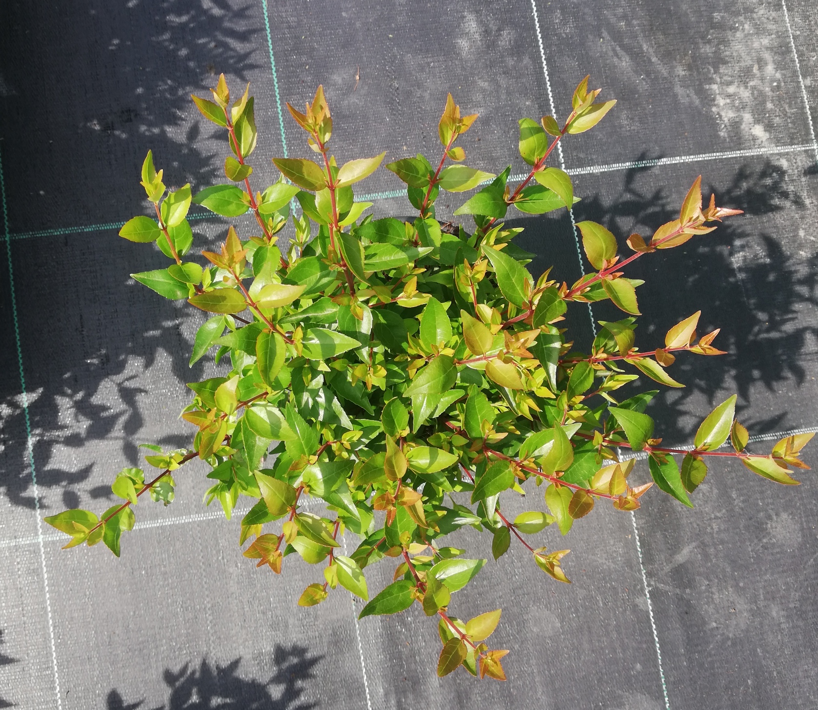 Abelya Bodur Yeşil - Abelia Grandiflora Nana