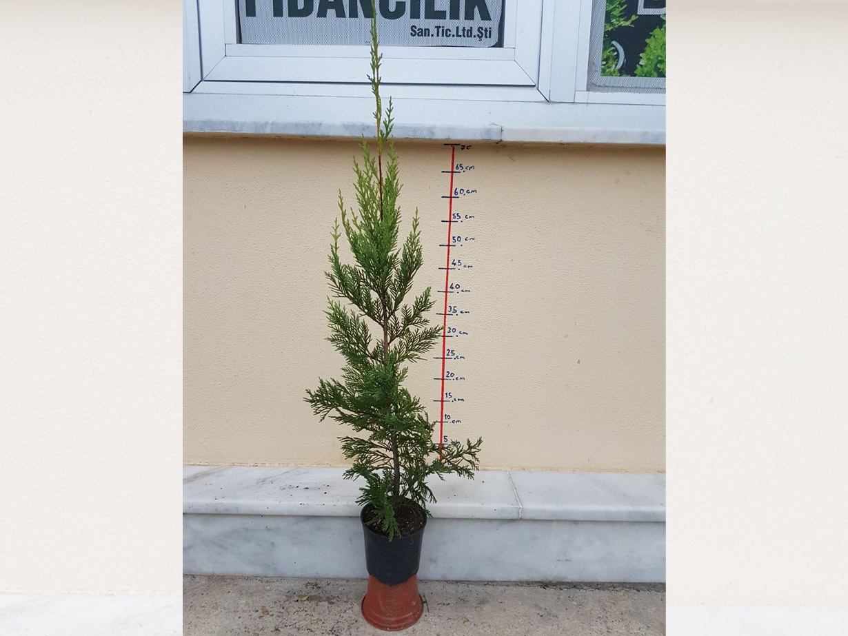 MSM Atılım Fidancılık